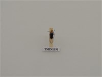 藏品(蓬萊角肩花天牛)的圖片